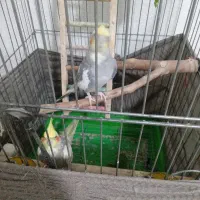 یک جفت عروس هلندی با قفس|پرنده|خشکبیجار, |دیوار