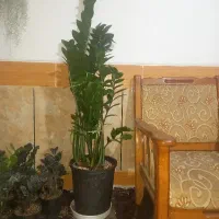 فروش گل زاموفیلیا|گل و گیاه طبیعی|پاسارگاد, |دیوار