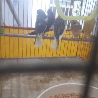 پرنده قفسی|پرنده|آبدانان, |دیوار