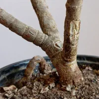 بنسای پرتلاکاریا|گل و گیاه طبیعی|کرمان, |دیوار