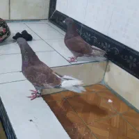 کبوتر