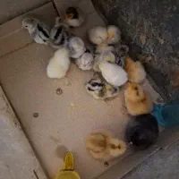 جوجه سیبرایت
