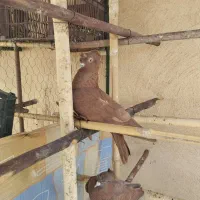 یک جفت کبوتر  راعبی جفت کاکول