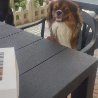 سگ گم شده مژدگانی داره