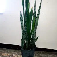 سانسوریا ی زیبا