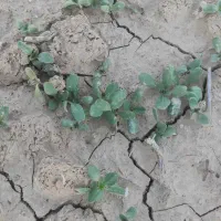 سرکارگر وجین کردن انواع محصولات با قیمت مناسب