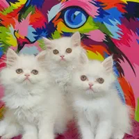 مجموعه گربه های اصیل و نژاد دار ( بازدید حضوری )|گربه|تهران, پونک|دیوار