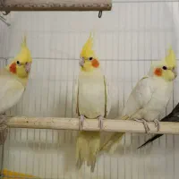 عروس هلندی ماده|پرنده|تهران, یافت آباد شمالی|دیوار