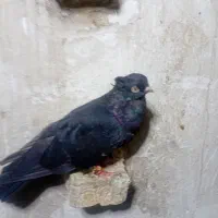 زاغ|پرنده|اهواز, کوی فرهنگیان ۲|دیوار
