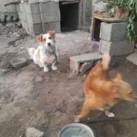 دو سگ پا کوتاه ب فروش میرسد