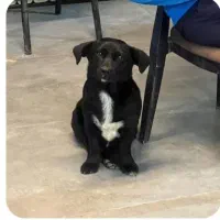 سگ پاکوتاه نر