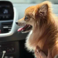 واگذاری پامر