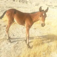 اسب دره شوری|اسب و تجهیزات اسبسواری|جره و بالاده, |دیوار