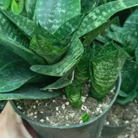 گل سانسوریا