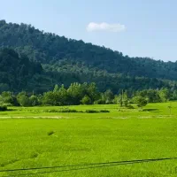 زمین-مسکونی-420متری-جنگلی-behnamvilla