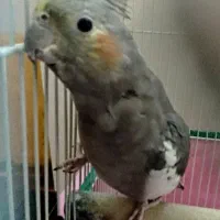 عروس هلندی ماده نژاد سینامون ( فروش فوری )