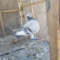 ابلغ نر|پرنده|بم, |دیوار