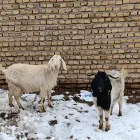 فروش|حیوانات مزرعه|زاوه, |دیوار