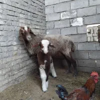 گوسفند