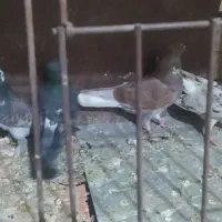 کبوتر|پرنده|اصفهان, امینآباد|دیوار