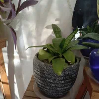 تعدادی گل به قیمت عمده ب فروش می‌رسد