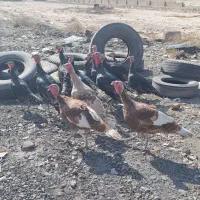 بقلمون  نر ماده رسمی ب شرط تخم گذاری ماده