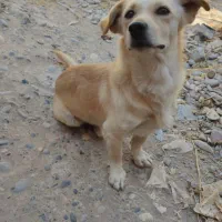 سگ پاکوتاه شکاری|سگ|دزفول, |دیوار