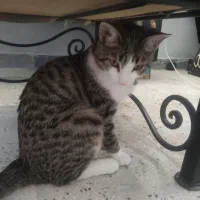واگذاری بچه گربه