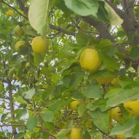 فروش باغ سیب ۲۰ ساله در روستای هفت اباد|فروش خانه و ویلا|سیلوانه, |دیوار