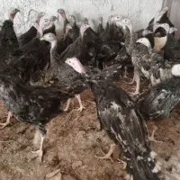 بوقلمون|حیوانات مزرعه|کرج, فاز ۱ مهرشهر|دیوار