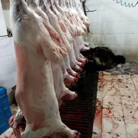 انواع گوسفند‌ محلی چاق بره نذری|حیوانات مزرعه|قم, ارم|دیوار