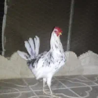 خروس گلین