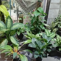 گیاه گل اپارتمانی  برکین سانسوریا پایه رز|گل و گیاه طبیعی|قدس, شهر‌قدس|دیوار