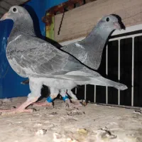 جوجه کبوتر مسافتی