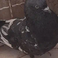 کبوتر کاشونی و کله ای هندی ابادانی|پرنده|شاهین‌شهر, خبرنگار|دیوار