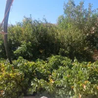 یک نفر یا یک خانواده