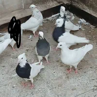 طوقی سرور سرکه ای موقعیت یزد
