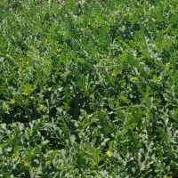 زمین  با وکالت از مالک جاده فتح آباد مرودشت|فروش دفتر صنعتی، کشاورزی، تجاری|مرودشت, ده بید|دیوار