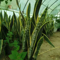 سانسوریا شمشیری|گل و گیاه طبیعی|رشت, حمیدیان|دیوار