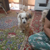 سگ فیندو روباهی واگذاری|سگ|سنندج, |دیوار