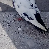 کبوتر نر