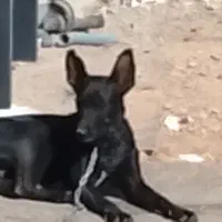 واگذاری مالینیوز|سگ|مهریز, |دیوار