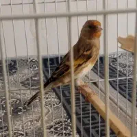 سهر قناری بخون فروشی