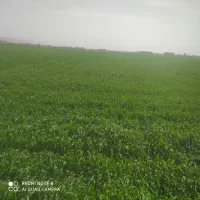 زمین-کشاورزی