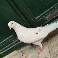 کبوتر پرشی گرفتنی تیر ماهی ۶تا ماده یکجایی|پرنده|تهران, نعمت‌آباد|دیوار