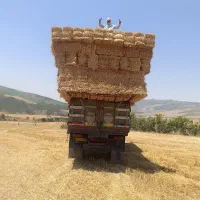 پرس گندم شمال