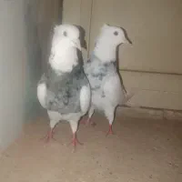 طوقی|پرنده|باوی, |دیوار