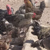 فروش کلی مرغ و خروس بوقلمون معاوضه|حیوانات مزرعه|تاکستان, |دیوار