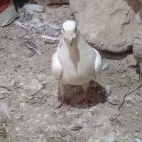 کبوتر|پرنده|آشخانه, |دیوار