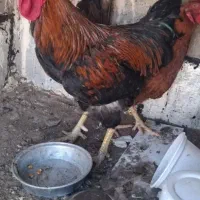 خروس محلی همراه با یک مرغ